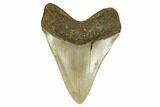 Serrated, Fossil Megalodon Tooth - North Carolina #172615-1